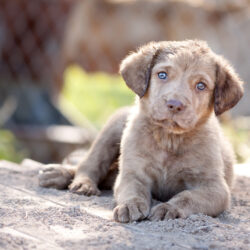 Chesapeake Bay Retriever Puppy