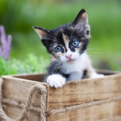 Fluffy colorful cat sits in wicker basket in summer garden